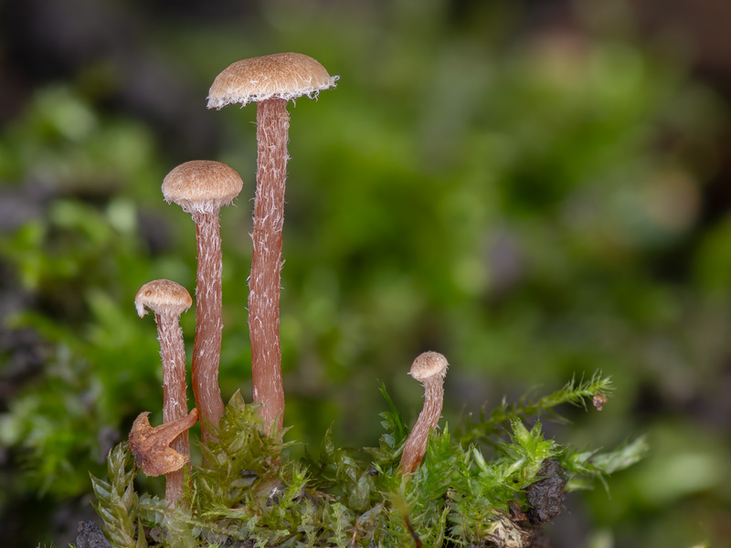 Tubaria conspersa